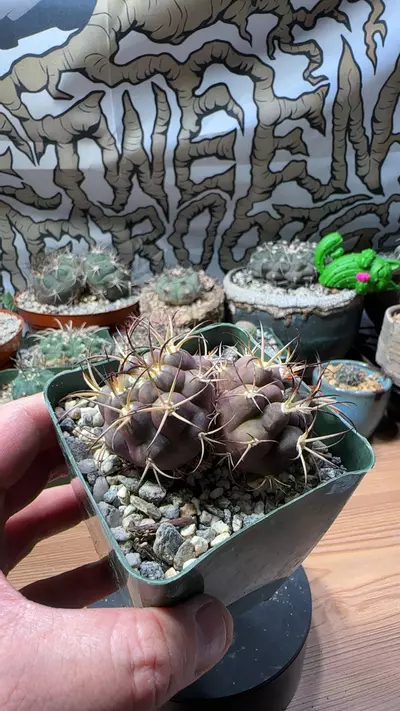plant/Gymnocalycium pflanzii albipulpa-0-thumbnail