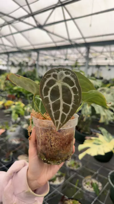 plant/Silver Forgetti-0-thumbnail