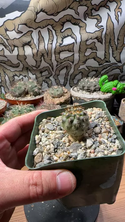plant/copiapoa haseltoniana x coquimbana-0-thumbnail