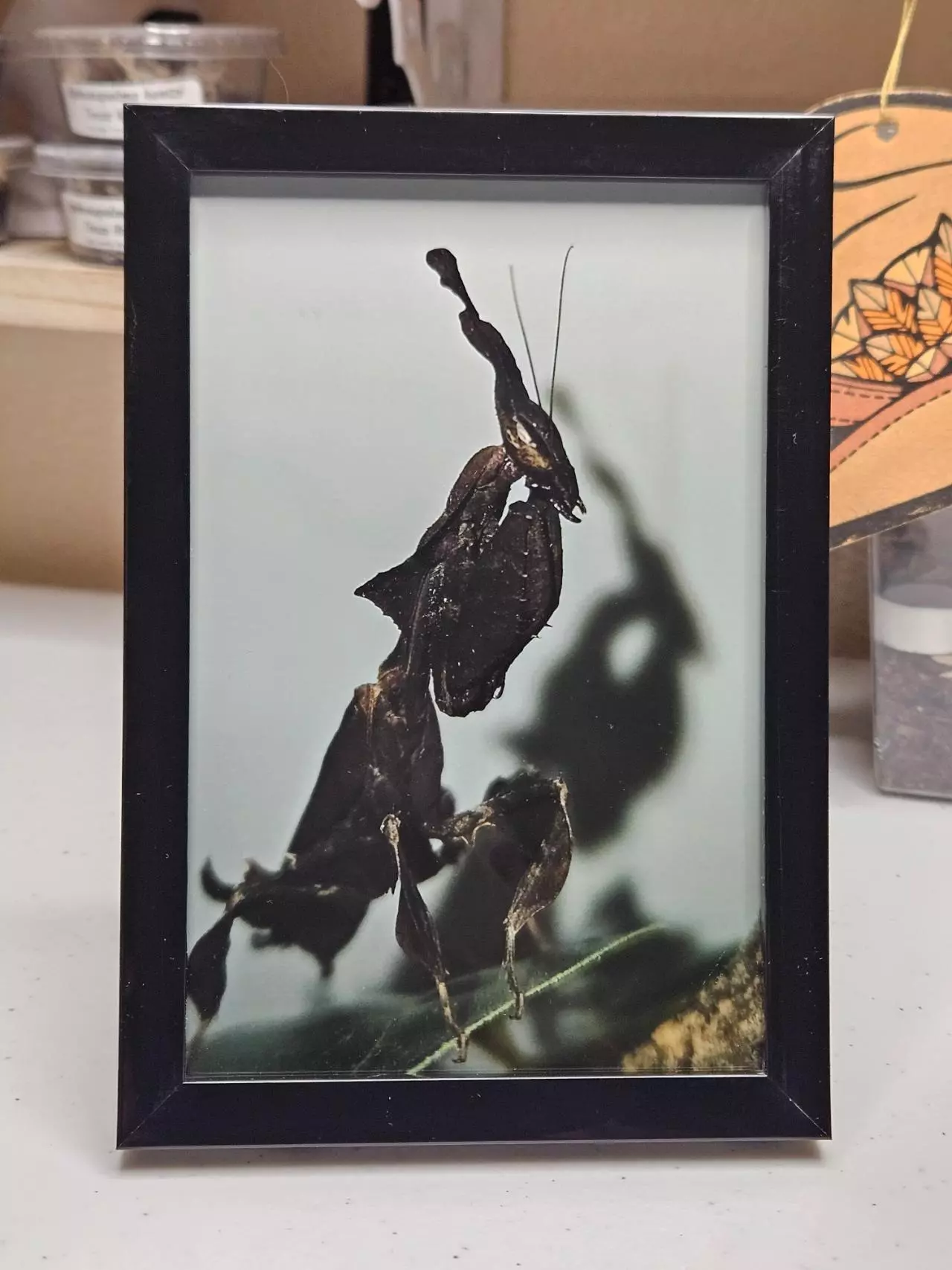 plant/GHOST-OF-A-GHOST-0