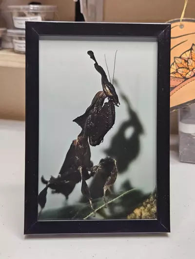 plant/GHOST-OF-A-GHOST-0-thumbnail