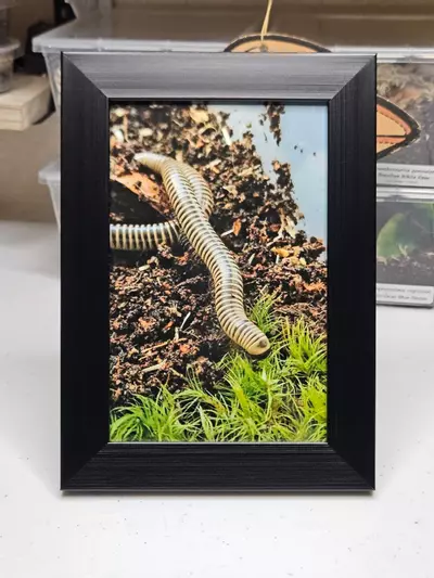 plant/MILLIIIIIII-0-thumbnail