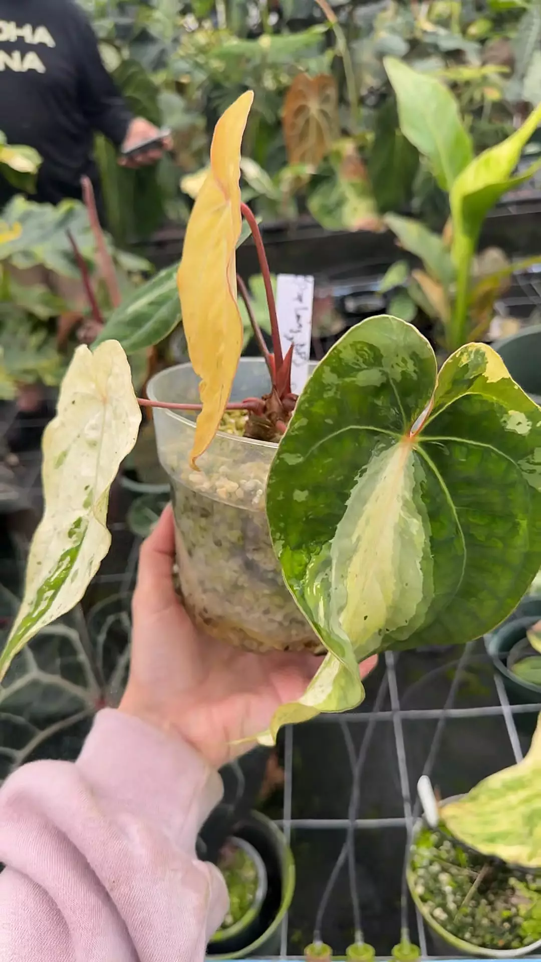 plant/Pap Long x RVDP-0