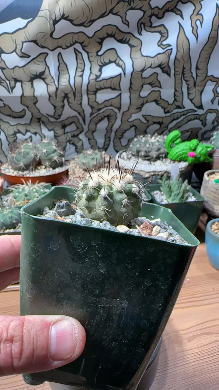 plant/copiapoa bridgesii-0