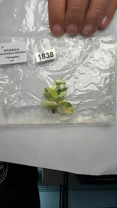 plant/philodendron billitae variegated 1838-0-thumbnail