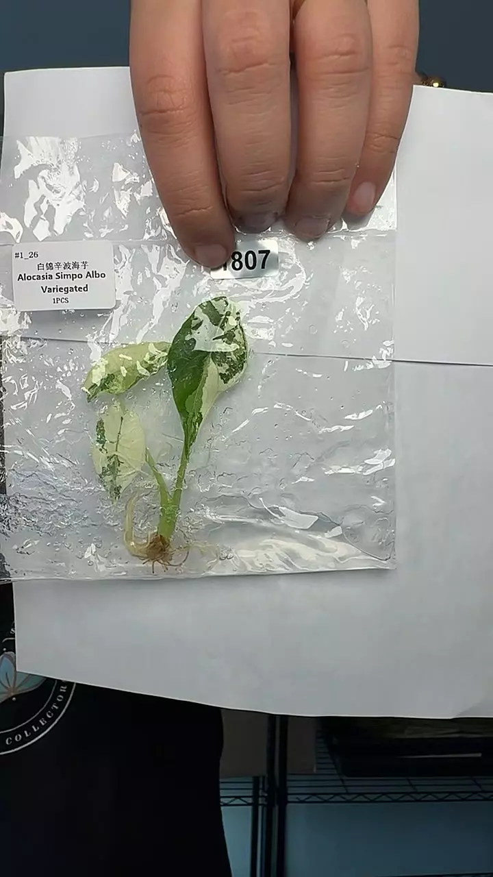 plant/1807 Alocasia simpo albo-0