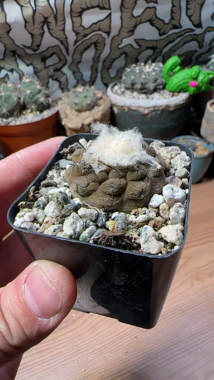 plant/copiapoa lizard skin-0
