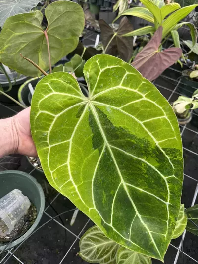 plant/Red Crystal x BVEP GREEN ON GREEN 3 leaf top cut-0-thumbnail