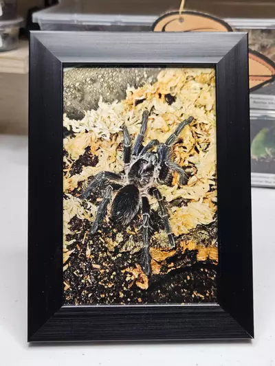 plant/PURPLEDOM-0-thumbnail