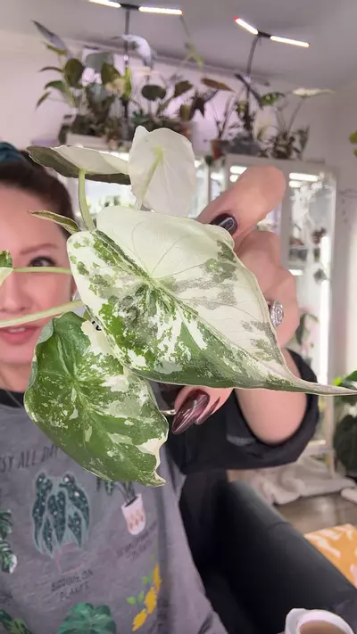 plant/#1611 WENTII PINK ALBO-0-thumbnail