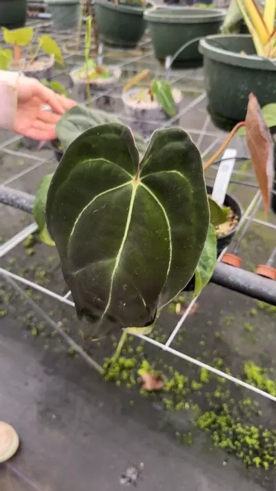 plant/Forgetti x Carla-0-thumbnail