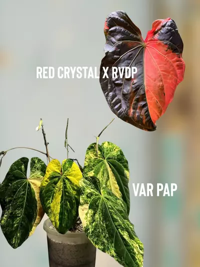 plant/2026 seed release: ultimate pink cross-0-thumbnail