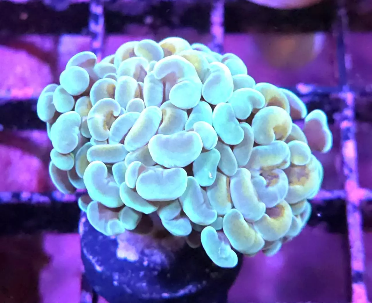 plant/CreamCity Sweet Tart Hammer Double-0