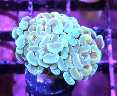 plant/CreamCity Sweet Tart Hammer Double-0-thumbnail