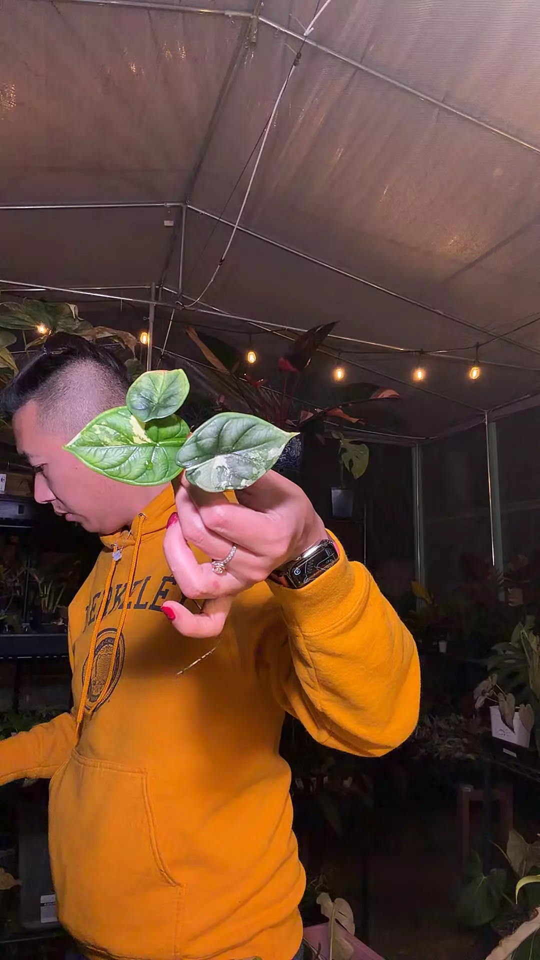 plant/silver dragon albo corm grown-0