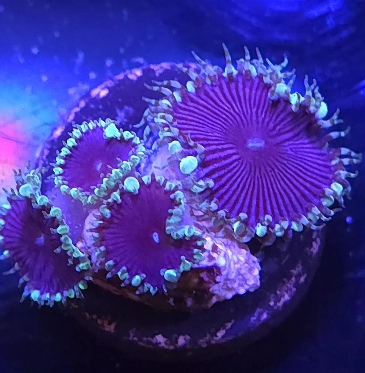 plant/Blue Death Palys-0