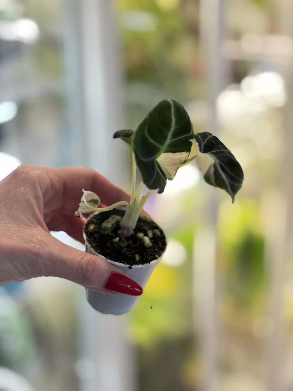 plant/Alocasia Pink Dalmatian-0