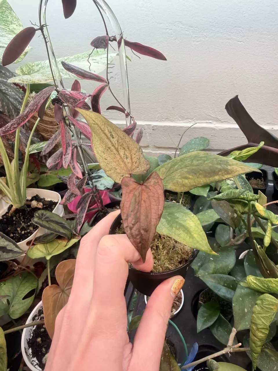 plant/variegated anthurium pink butterly-0