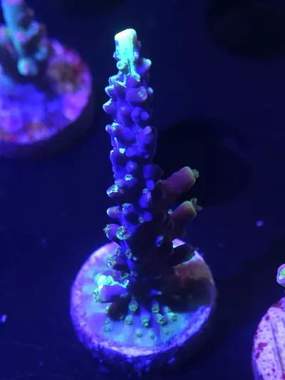 plant/UW Oompa Loompa Spliced Valida-0-thumbnail