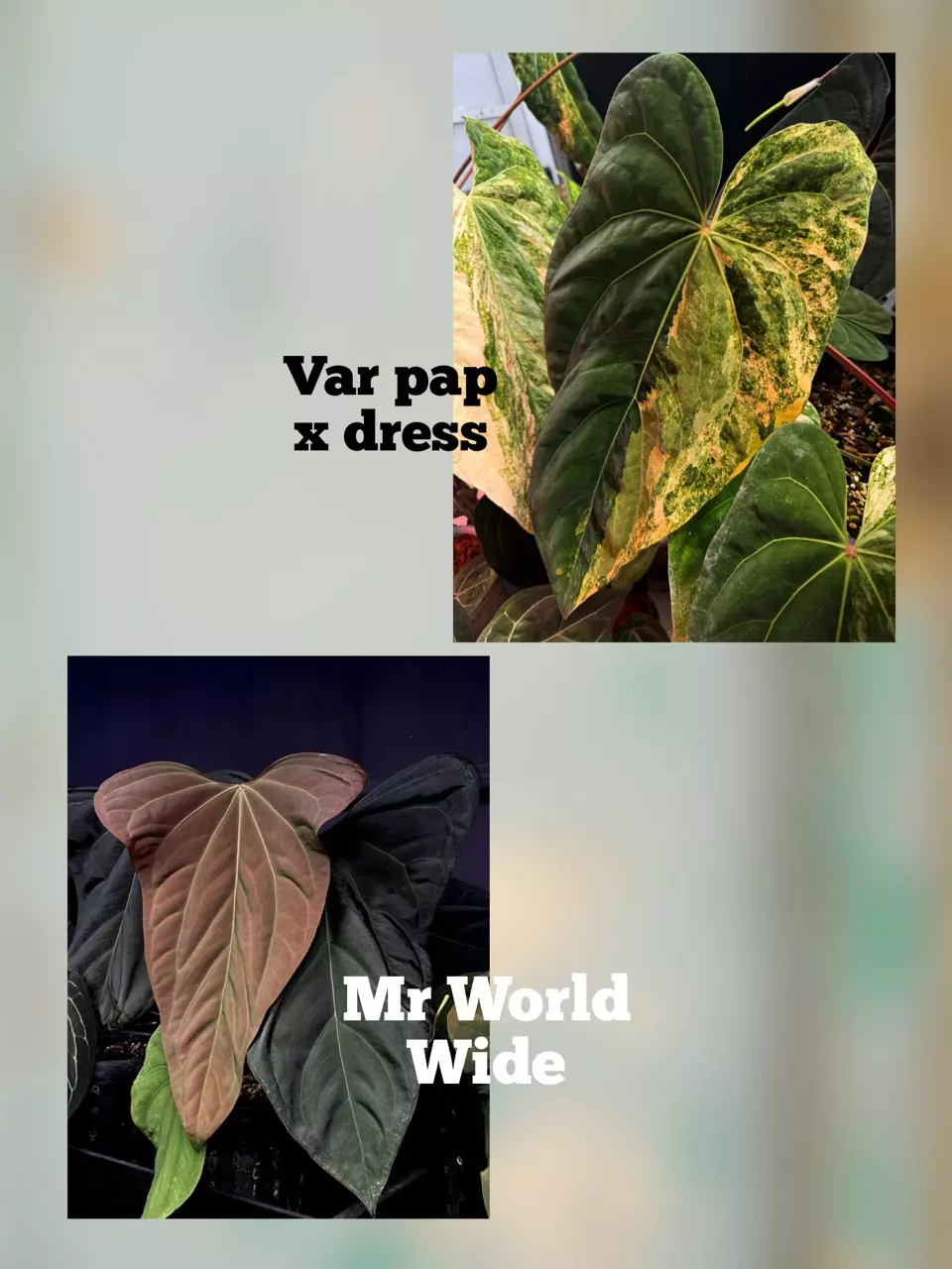 plant/2026 var seed release: var PDxMrWW-0