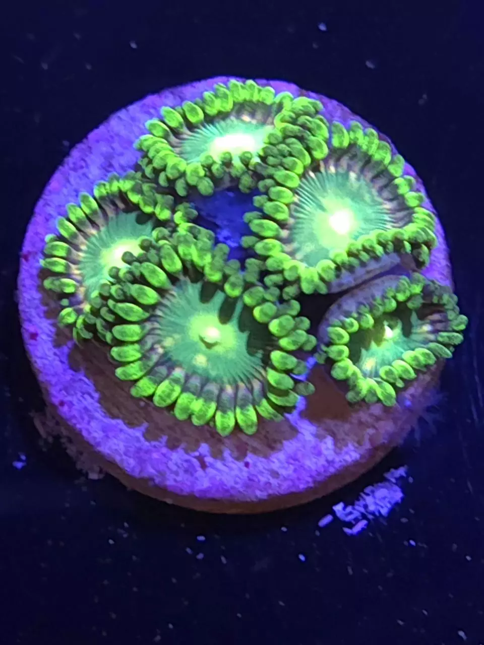 plant/Ultra Dragon Eyes-0