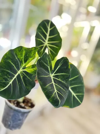 plant/Large Auera London Eye (medium var)-0-thumbnail