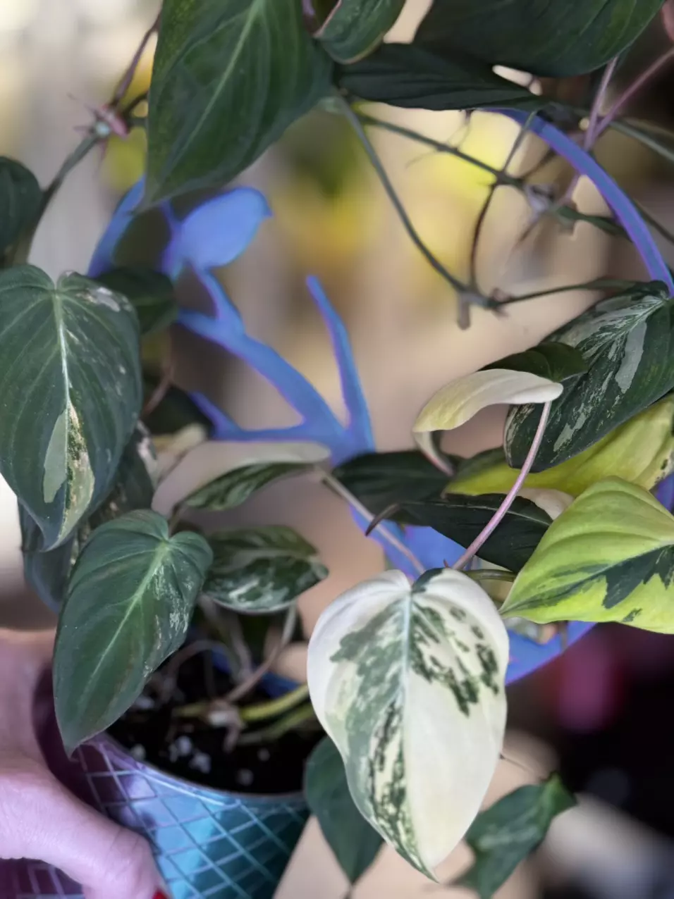 plant/large Ferrari micans on bird trellis-1