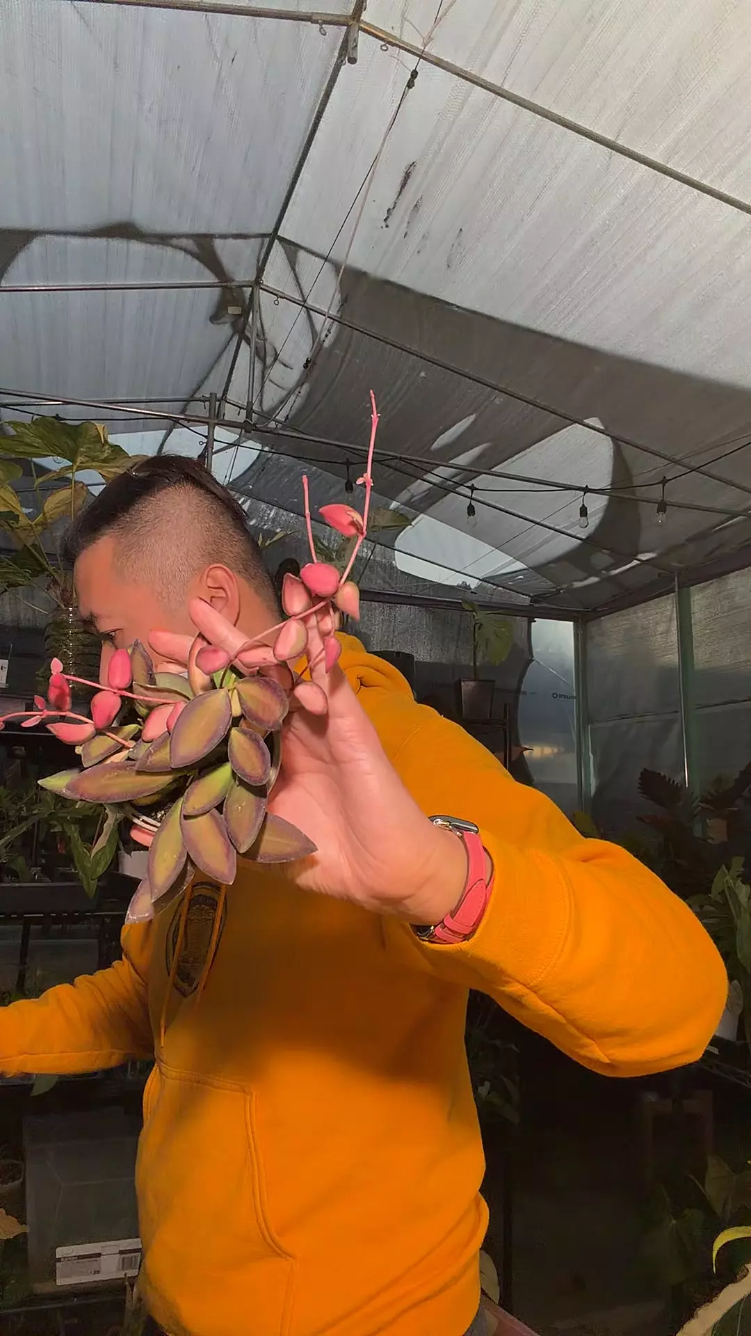 plant/hoya burtoniae aff var CYTTING-0