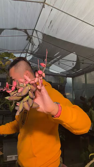 plant/hoya burtoniae aff var CYTTING-0-thumbnail