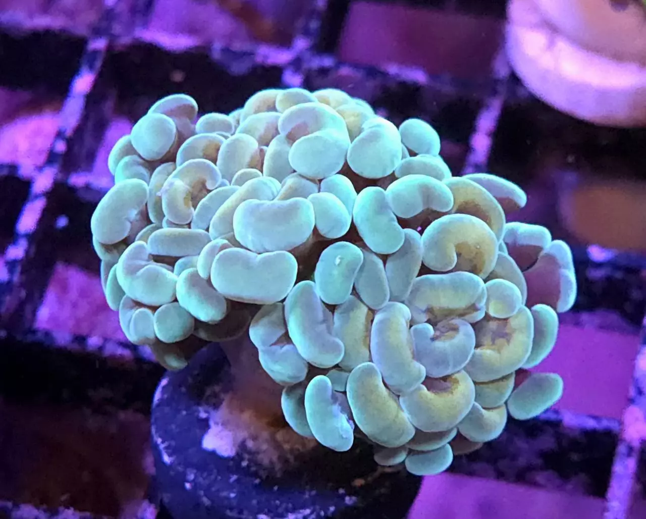 plant/CreamCity Sweet Tart Hammer Double-1