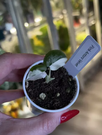 plant/🦄🦄🦄🦄🦄🦄🦄🦄 True Pink Antoro Velvet SECTORAL-0-thumbnail