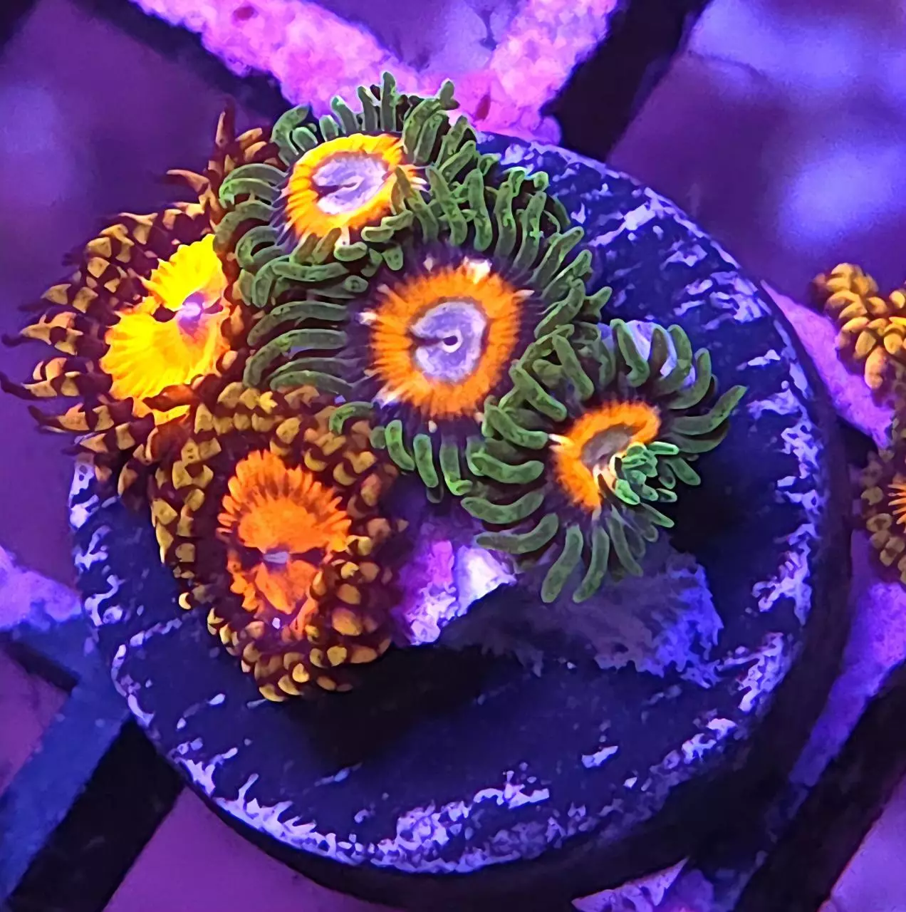 plant/JF Fairytale and WWC Bloodsucker Zoa Combo-0