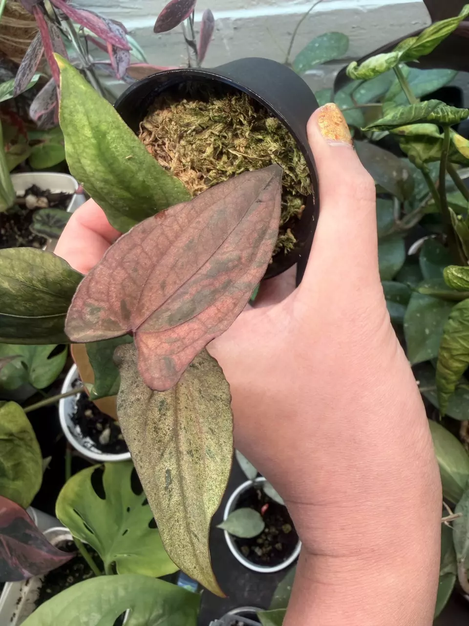 plant/variegated anthurium pink butterly-2