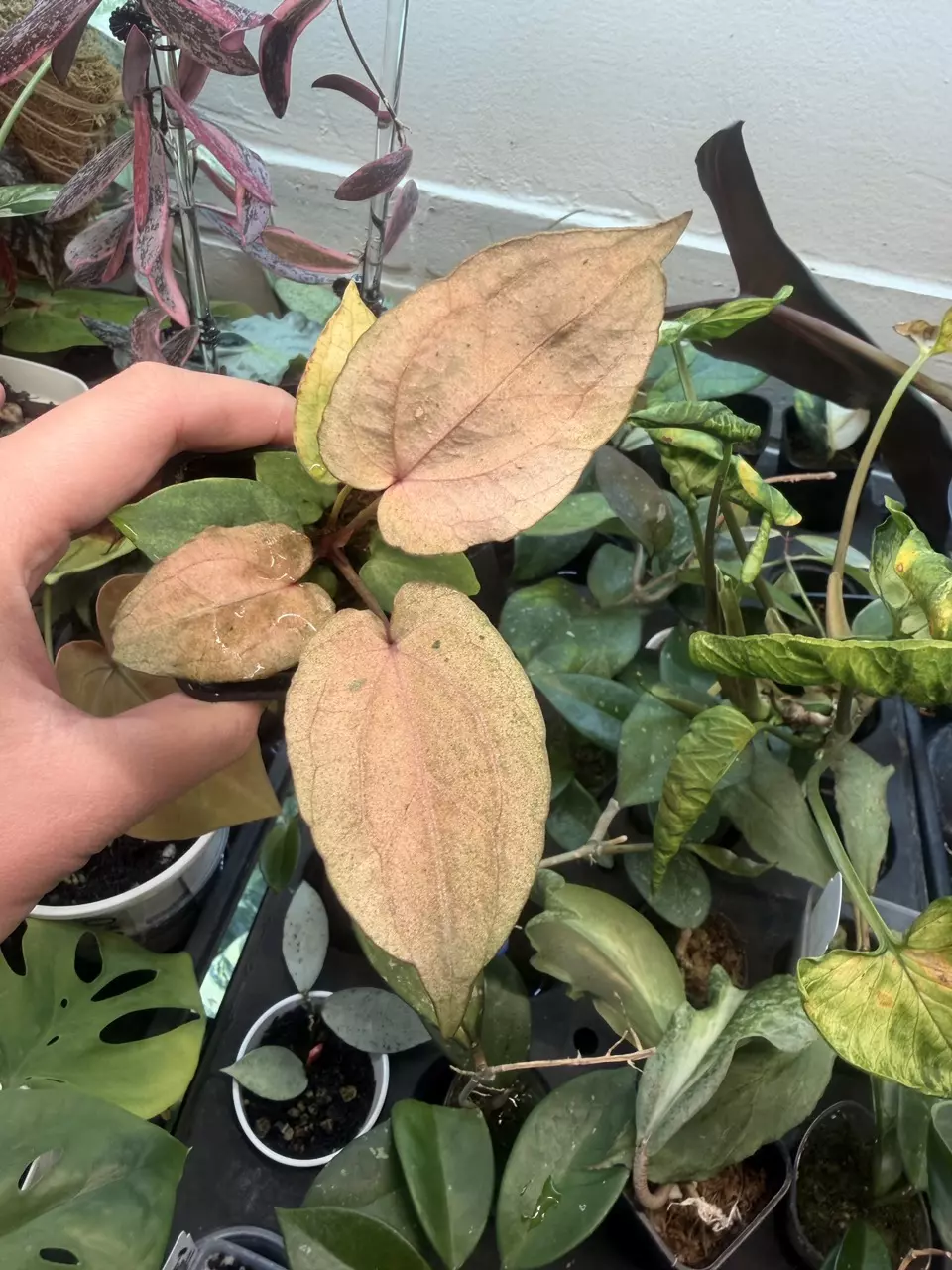 plant/var anthurium pink glitter (Red mag x RVDP)-0