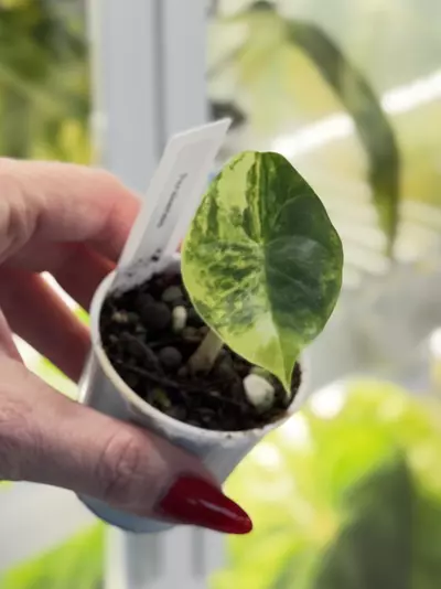 plant/🦄🦄🦄Auera Perekensis-0-thumbnail