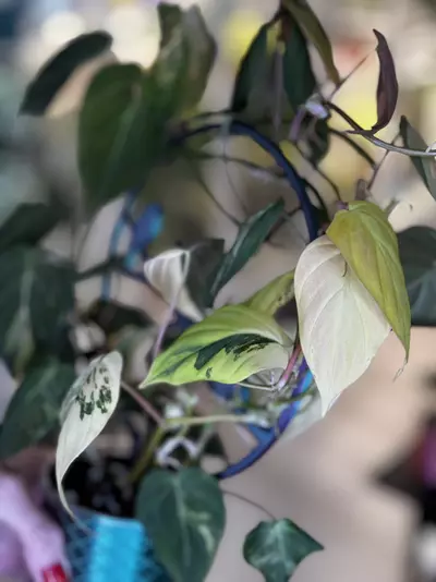 plant/large Ferrari micans on bird trellis-2-thumbnail