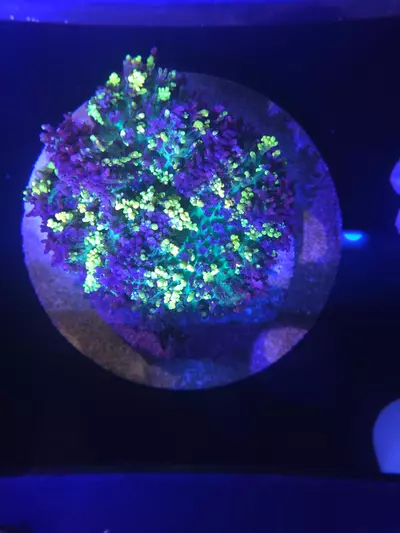 plant/XL Magic Carpet Mushroom-1-thumbnail