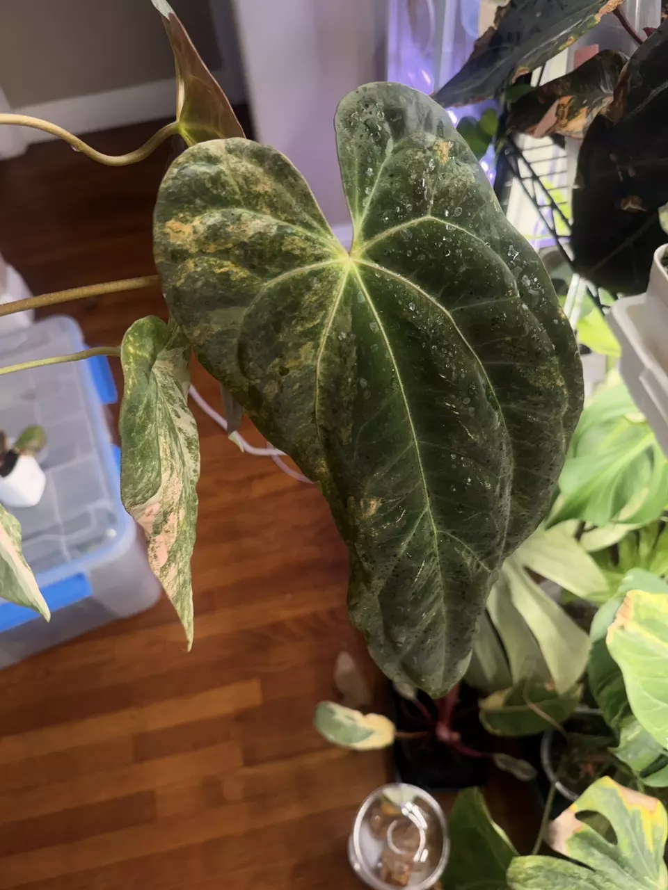 plant/long dagger pink pap flowering size-2