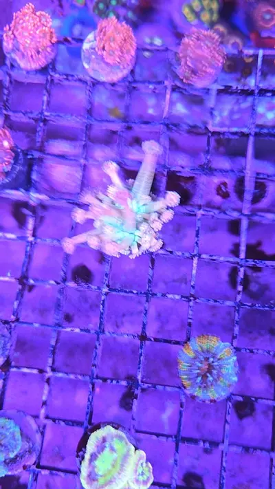 plant/LRO treasure island goni-0-thumbnail