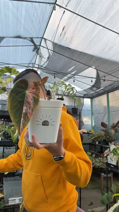 plant/var blue pap flowering size-0-thumbnail