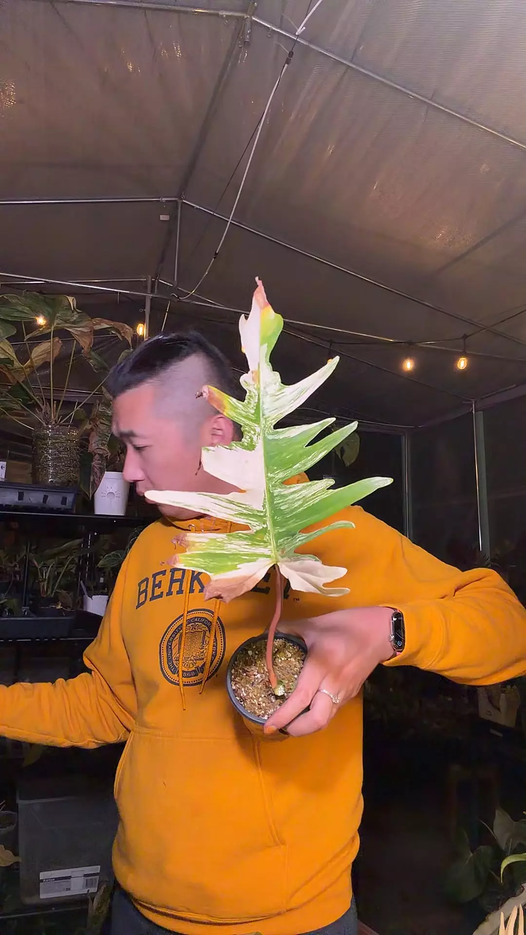 plant/Florida beauty tortumbbutt-0