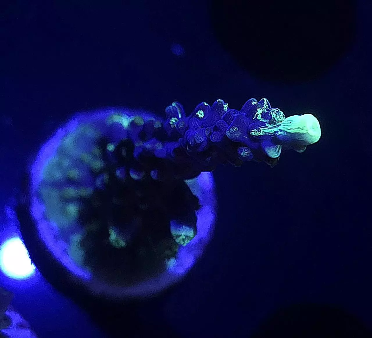 plant/UW Oompa Loompa Spliced Valida-1