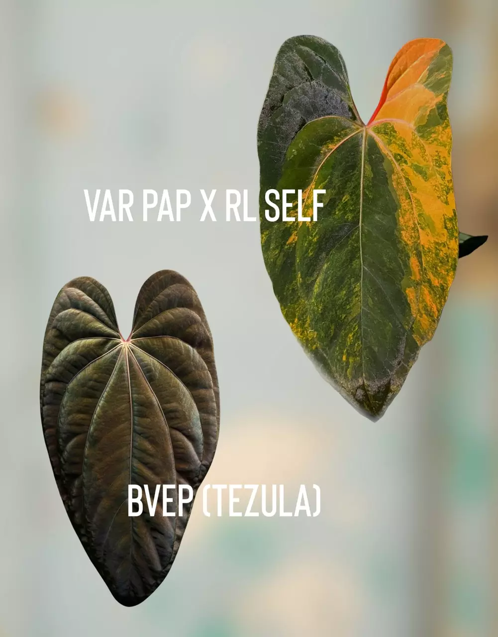 plant/2026 var seed release: var pap RLxBVEP-0