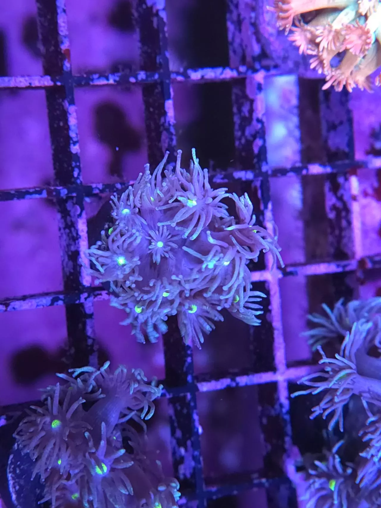 plant/Yellow Eyed Blue Goni-0