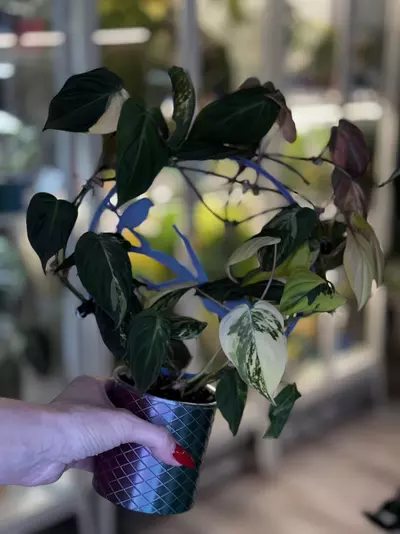 plant/large Ferrari micans on bird trellis-0-thumbnail