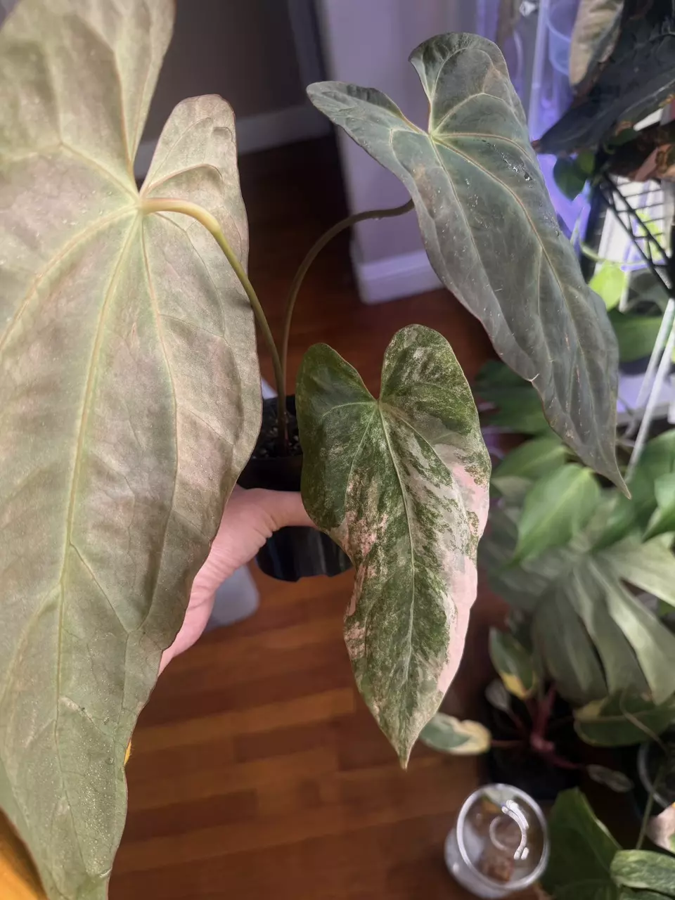 plant/long dagger pink pap flowering size-1