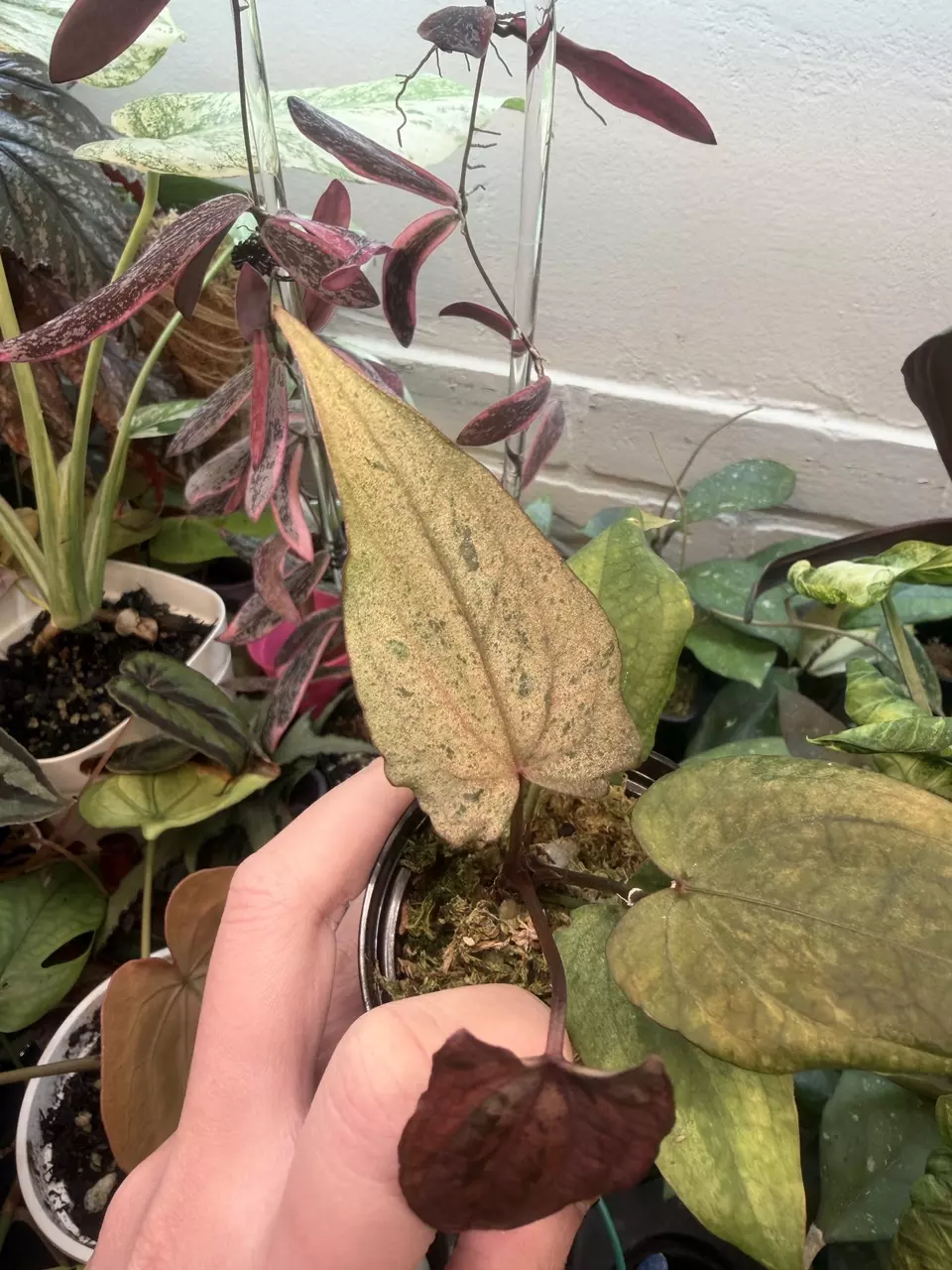 plant/variegated anthurium pink butterly-1