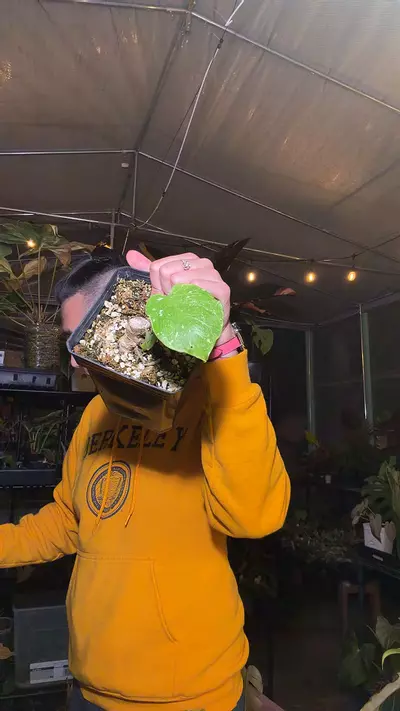 plant/monstera fishbone 1660 butt w multiple growths-0-thumbnail