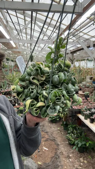 plant/H952 compacta var-0-thumbnail