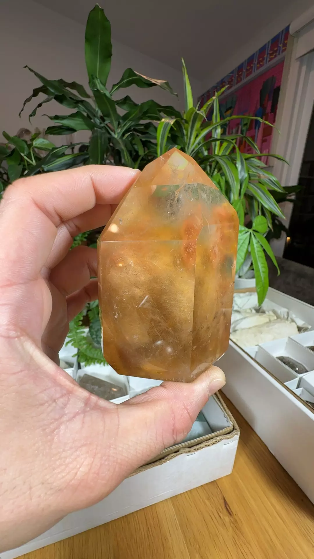 plant/Dream Angel Quartz-0